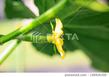 Summer vegetable garden: Fresh cucumber female flowers and leaves Summer vegetable garden: Fresh cucumber female flowers and leaves 140926300