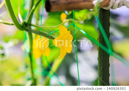 Summer vegetable garden: Fresh cucumber female flowers and leaves Summer vegetable garden: Fresh cucumber female flowers and leaves 140926301
