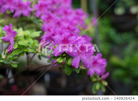 Flowering bright pink azalea, genus rhododendron. Wallpaper. Space for text. High quality photo 140926424