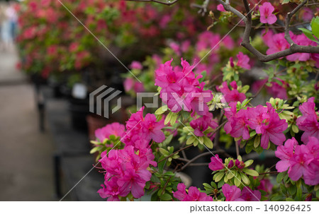 Flowering bright pink azalea, genus rhododendron. Wallpaper. Space for text. High quality photo 140926425