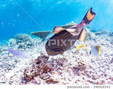 A school of butterflyfish and other fish swarming around a giant triggerfish. Beautiful coral reefs and schools of tropical fish. Agena-shiku Island, Okinawa Prefecture A school of butterflyfish and other fish swarming around a giant triggerfish. Beautiful coral reefs and schools of tropical fish. Agena-shiku Island, Okinawa Prefecture 140926541