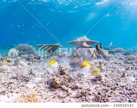 A school of butterflyfish and other fish swarming around a giant triggerfish. Beautiful coral reefs and schools of tropical fish. Agena-shiku Island, Okinawa Prefecture A school of butterflyfish and other fish swarming around a giant triggerfish. Beautiful coral reefs and schools of tropical fish. Agena-shiku Island, Okinawa Prefecture 140926542