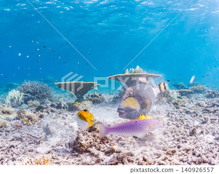 A school of butterflyfish and other fish swarming around a giant triggerfish. Beautiful coral reefs and schools of tropical fish. Agena-shiku Island, Okinawa Prefecture A school of butterflyfish and other fish swarming around a giant triggerfish. Beautiful coral reefs and schools of tropical fish. Agena-shiku Island, Okinawa Prefecture 140926557