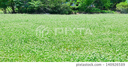 鹿沼市久保田橋附近,蕎麥花盛開。 鹿沼市久保田橋附近,蕎麥花盛開。 140926589