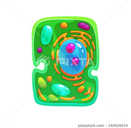 Ameba cell or germ microorganism and bacteria bacillus of microscopic protozoa or protista cartoon icon. Amoeba structure with cells of pathogen or protist microbiome and bacterium germ microbe 140926654