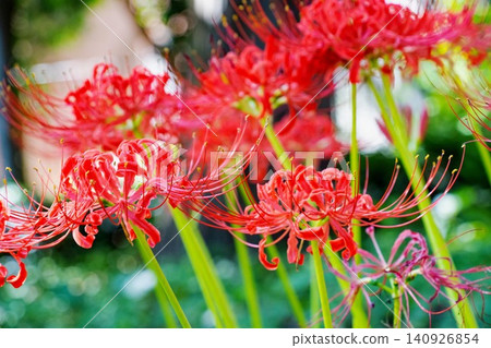 Spider lilies blooming in a corner of the park Spider lilies blooming in a corner of the park 140926854