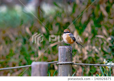 伯勞鳥 (Lanius bucephalus) 的肖像棲息在木樁上。 140926875