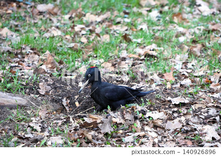 Black Woodpecker Amidst Autumn Leaves in Natural Habitat 140926896