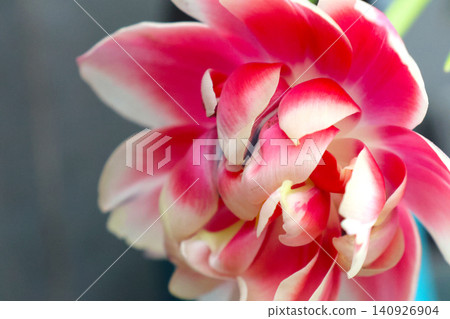Vibrant Blooms of Spring: Close-up of Red and White Dahlia Flower for Floral Design 140926904