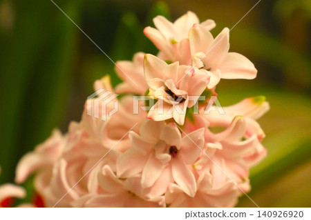 Delicate Pink Hyacinth Blossom: Spring Floral Design for Nature Enthusiasts Delicate Pink Hyacinth Blossom: Spring Floral Design for Nature Enthusiasts 140926920