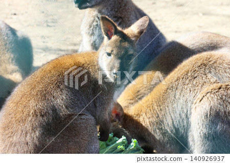 Wallabies Feeding in Natural Habitat - Wildlife and Nature Photography Wallabies Feeding in Natural Habitat - Wildlife and Nature Photography 140926937
