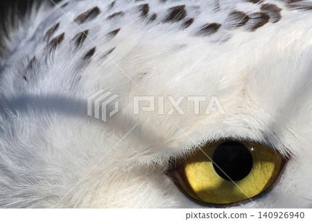 Snowy Owl Close-Up: Majestic Wildlife Portrait for Nature Photography Snowy Owl Close-Up: Majestic Wildlife Portrait for Nature Photography 140926940