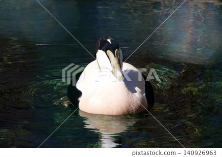 Eider Duck Floating Serenely on Rippled Water Surface 140926963