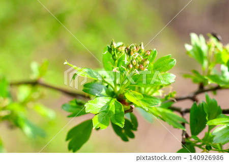 Spring Blossom of Hawthorn Branch with Fresh Green Leaves for Nature and Botanical Designs Spring Blossom of Hawthorn Branch with Fresh Green Leaves for Nature and Botanical Designs 140926986