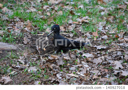 Black Woodpecker Foraging Among Autumn Leaves in the Forest Black Woodpecker Foraging Among Autumn Leaves in the Forest 140927018