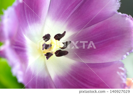 Purple Tulip Petals and Stamens Close-Up for Elegant Nature Photography Design 140927029