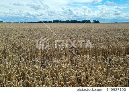 Golden Wheat Field Under Blue Sky with Clouds for Agricultural and Nature Photography Golden Wheat Field Under Blue Sky with Clouds for Agricultural and Nature Photography 140927100