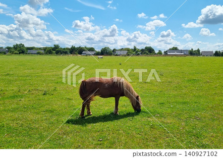 Peaceful Grazing Horse in Expansive Rural Pasture Under Blue Sky 140927102