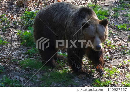 Wild Brown Bear in Forest Habitat Nature and Wildlife Photography for Conservation Wild Brown Bear in Forest Habitat Nature and Wildlife Photography for Conservation 140927567