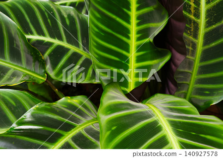 Tropical Leaf Pattern: Vibrant Foliage Close-Up for Nature and Design Inspiration Tropical Leaf Pattern: Vibrant Foliage Close-Up for Nature and Design Inspiration 140927578