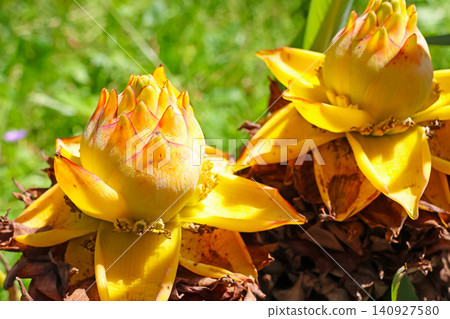 Vibrant Yellow Banana Flowers in Bloom Against Lush Greenery 140927580