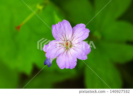 Vibrant Purple Geranium Blooming in Lush Green Garden Vibrant Purple Geranium Blooming in Lush Green Garden 140927582