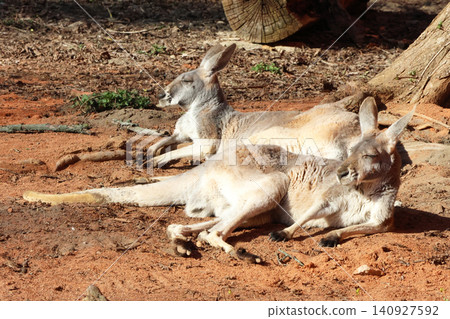 Relaxed Kangaroos Lounging in the Sun on a Warm Day in the Outback Relaxed Kangaroos Lounging in the Sun on a Warm Day in the Outback 140927592