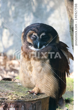 Peaceful Owl in Natural Habitat for Wildlife Observation and Education Peaceful Owl in Natural Habitat for Wildlife Observation and Education 140927598