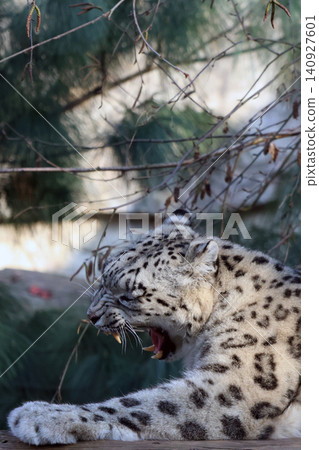 Majestic Snow Leopard Yawning in Natural Habitat Majestic Snow Leopard Yawning in Natural Habitat 140927601