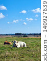 Peaceful Pastoral Scene with Cows Resting in Lush Green Field Under Clear Blue Sky 140927639