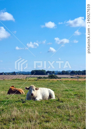 Peaceful Pastoral Scene with Cows Resting in Lush Green Field Under Clear Blue Sky Peaceful Pastoral Scene with Cows Resting in Lush Green Field Under Clear Blue Sky 140927639