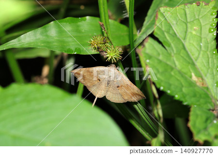 一隻成年的*Euproctis similis*蛾躲藏在草叢的縫隙中(日本戶外田野昆蟲生態的微距攝影) 一隻成年的*Euproctis similis*蛾躲藏在草叢的縫隙中(日本戶外田野昆蟲生態的微距攝影) 140927770
