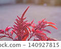 Amaranth velvet curtains 140927815
