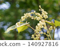 Male flower of red wrinkle 140927816