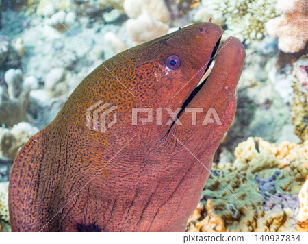 A giant moray eel, over 2 meters long. Beautiful coral reefs and schools of tropical fish. Akajima Maehama Beach (Meenu Beach), Okinawa Prefecture A giant moray eel, over 2 meters long. Beautiful coral reefs and schools of tropical fish. Akajima Maehama Beach (Meenu Beach), Okinawa Prefecture 140927834