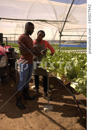 African american coworkers inspecting lettuce troughs using tablet in greenhouse by red tractor African american coworkers inspecting lettuce troughs using tablet in greenhouse by red tractor 140927942