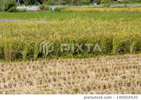 Rice paddies awaiting harvest and rice paddies after harvesting. Rice paddies awaiting harvest and rice paddies after harvesting. 140928420
