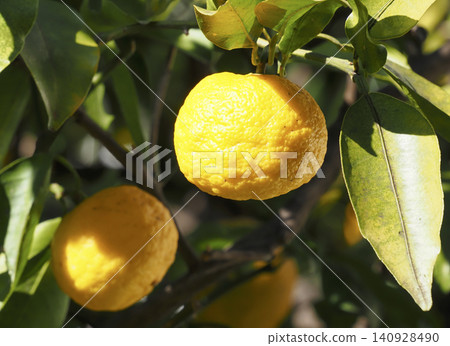 Yuzu fruit growing on a branch 140928490