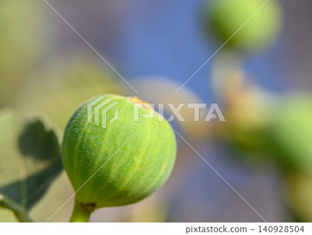 Mediterranean fig ripening on branch at sunset Mediterranean fig ripening on branch at sunset 140928504