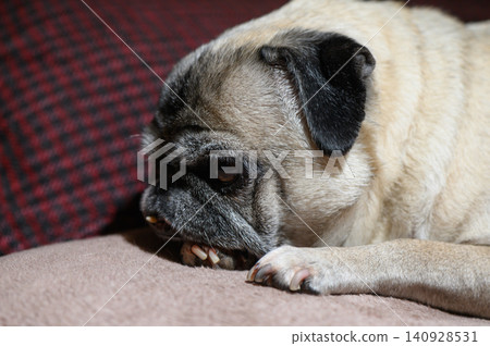 Playful Pug Puppy Peeking Over the Back of a Sofa 140928531