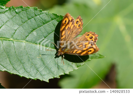 Colorful butterfly resting on lush green leaf in a sunlit garden Colorful butterfly resting on lush green leaf in a sunlit garden 140928533