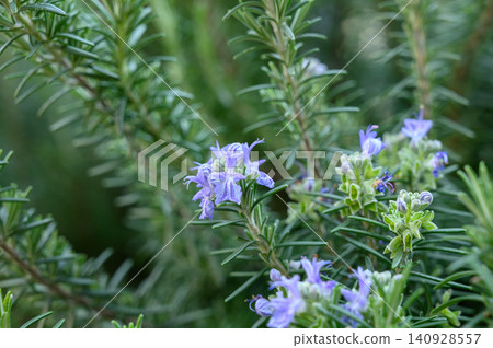 Fresh rosemary Salvia rosmarinus leaves with water droplets close-up Fresh rosemary Salvia rosmarinus leaves with water droplets close-up 140928557