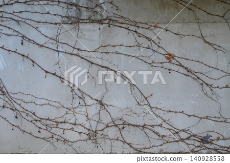 Dry climbing vines Parthenocissus tricuspidata on concrete wall texture background Dry climbing vines Parthenocissus tricuspidata on concrete wall texture background 140928558