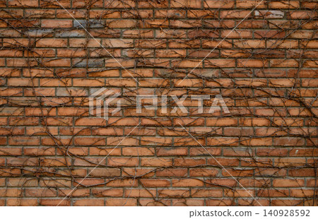 Old Brick Wall Partially Covered with Dry Climbing Vines Old Brick Wall Partially Covered with Dry Climbing Vines 140928592