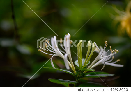 Japanese honeysuckle Lonicera japonica flowering twining vine close up of strongly fragrant blooms Japanese honeysuckle Lonicera japonica flowering twining vine close up of strongly fragrant blooms 140928620