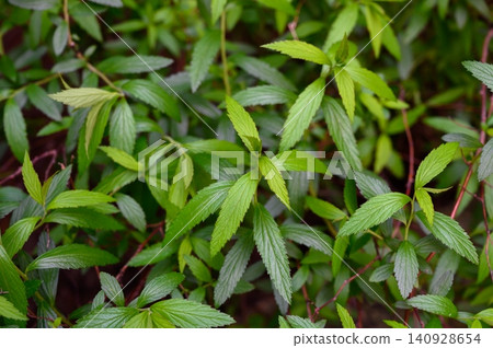 Japanese spirea shrub texture natural green background Japanese spirea shrub texture natural green background 140928654