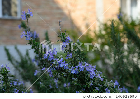 Rosemary Salvia rosmarinus evergreen herb plant with aromatic needle-like leaves 140928699
