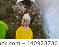 Cute syrian hamster looking out of its cage with hay. Fluffy pet mouse with white and ginger fur sitting near water bowl and running wheel, funny domestic rodent portrait. Cute syrian hamster looking out of its cage with hay. Fluffy pet mouse with white and ginger fur sitting near water bowl and running wheel, funny domestic rodent portrait. 140928780