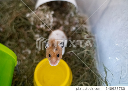 Cute syrian hamster looking out of its cage with hay. Fluffy pet mouse with white and ginger fur sitting near water bowl and running wheel, funny domestic rodent portrait. 140928780