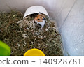 Cute syrian hamster looking out of its cage with hay. Fluffy pet mouse with white and ginger fur sitting near water bowl and running wheel, funny domestic rodent portrait. Cute syrian hamster looking out of its cage with hay. Fluffy pet mouse with white and ginger fur sitting near water bowl and running wheel, funny domestic rodent portrait. 140928781